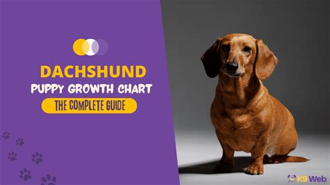 Dachshund Growth And Weight Chart Standard And Mini The Complete Guide K9 Web