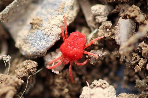 Bichos Rojos Pequeños en mis Plantas Qué Son Cómo eliminarlos