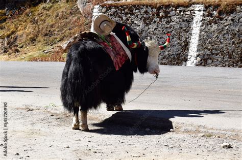 Yak ride around Tsomgo lake, Sikkim. Stock Photo | Adobe Stock