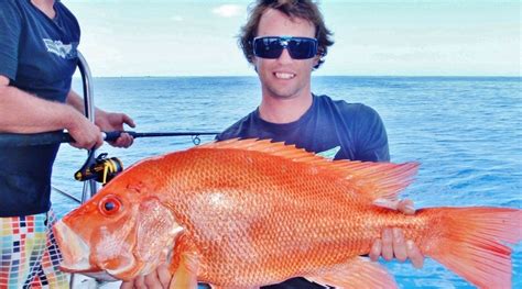 Cairns Reef Fishing Fish On The Great Barrier Reef