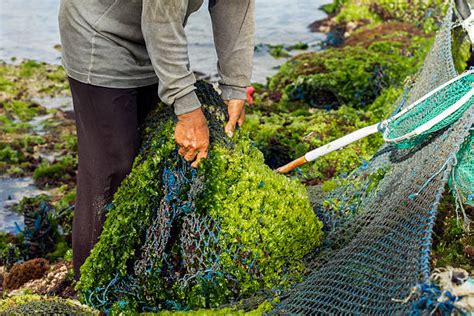 Budidaya Rumput Laut Sebagai Ladang Usaha Masyarakat Pesisir