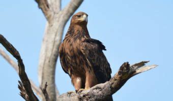 Tawny Eagle - Facts, Diet & Habitat Information