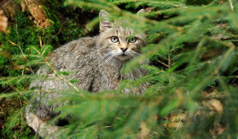 Rund 1 000 Wildkatzen In Hessen Der Unterschied Zu Hauskatzen