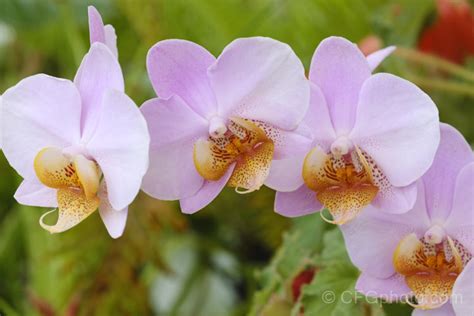 Phalaenopsis Hybrid Cultivar Photo At Pictures Of Plants Stock Image