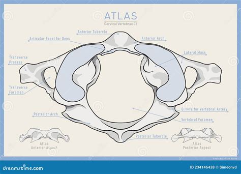 Ici Est La Premi Re Vert Bre Cervicale Atlas C Vue Post Rieure