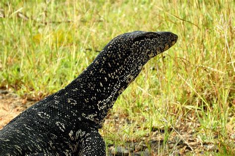 Habitat Biawak Dan Makanannya