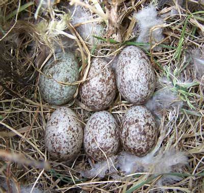 Tree Sparrow House Sparrow Eggs - house ideas