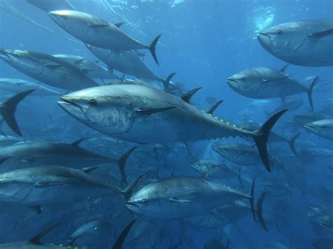 What S The Difference Between Atlantic Bluefin Tuna And Pacific Bluefin