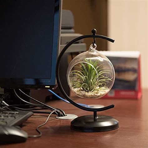 Autoark Glass Vase Plant Terrarium With Black Metal Stand Ornament Display Stand Office Desktop