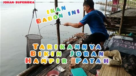 Pak Guru Strike Ikan Babon Bikin Joran Hampir Patah Youtube