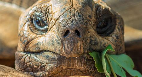 Les Meilleurs Aliments Pour La Tortue De Terre Tortues Autour Des