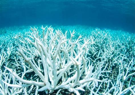 Some Coral Reefs Can Survive Global Warming By Using Their Memory Of