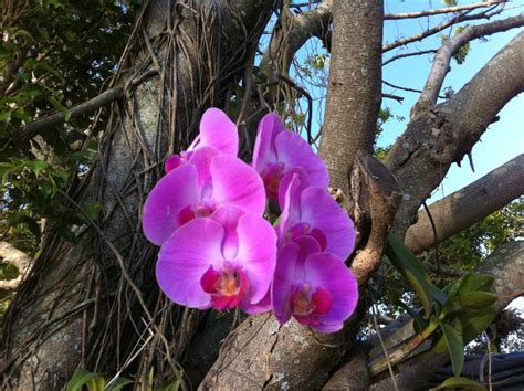 Orquídeas Epífitas Como Cuidar Guia Completo TC