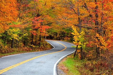 The Beauty of Fall Colors on Trees | TurfGator