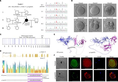 Frontiers | Identification of zona pellucida defects revealed a novel ...