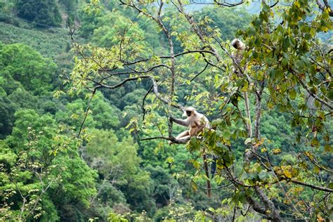 Fotos/Travel/Bhutan 2010/Golden Langur.20100424_0279