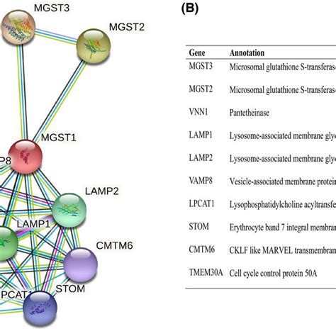 Microsomal Glutathione Stransferase Mgst Expression Status In