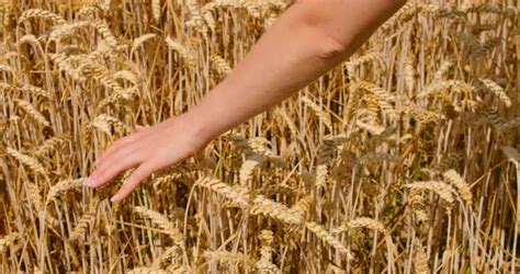 Harvesting Grain Crops, Stock Footage | VideoHive