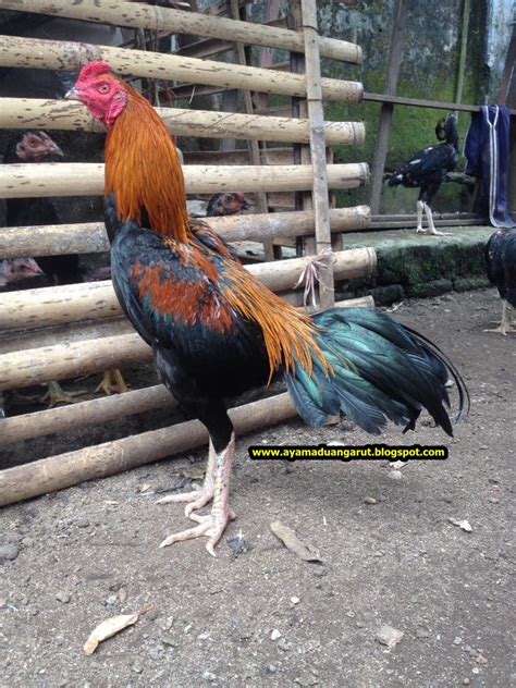 Ayam Aduan Garut Comando Jr Ayam Mangon Super