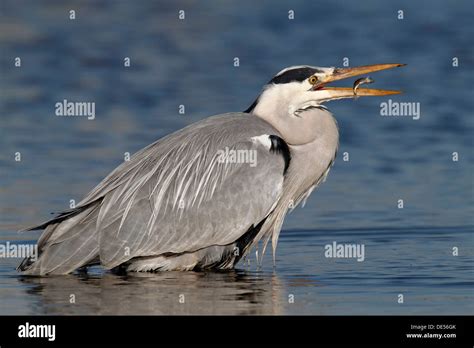 Stickleback Prey Hi Res Stock Photography And Images Alamy