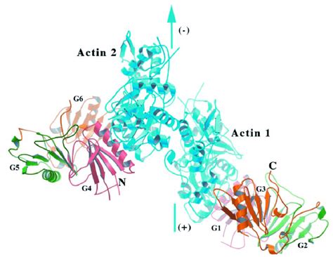 Proposed Model Of The Gelsolin Two Actin Complex Robinson Et Al