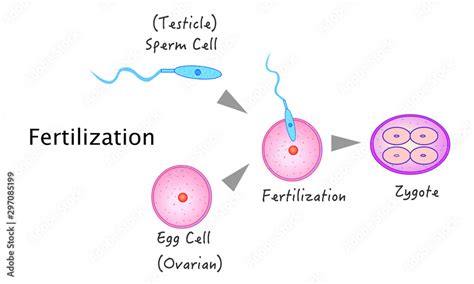 Fertilization, fertilizer, fertility. Stages, phase. Sperm from the ...