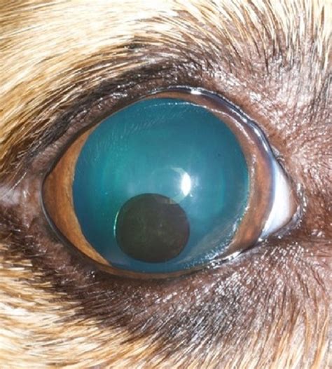 Imagequistes Del Iris Perro Manual De Veterinaria De Merck