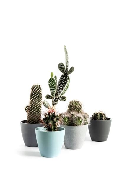 Premium Photo Potted Cacti Isolated On White Background