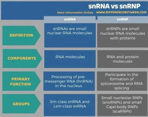 Difference Between Snrna And Snrnp - Relationship Between