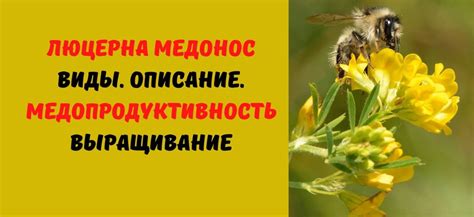 Люцерна растение медонос для пчел — Виды, Описание, Медопродуктивность ...