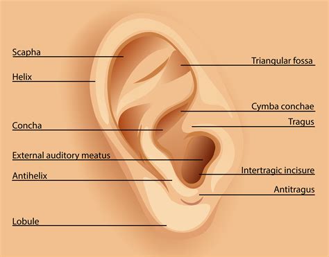 Diagram of the ear 298410 Vector Art at Vecteezy