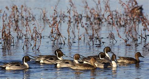 Drought and Ducks in the Pacific Flyway - Pacific Birds Habitat Joint ...