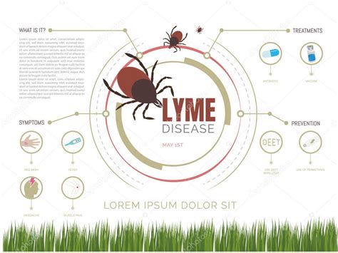 Enfermedad de Lyme infografía Día Mundial de la enfermedad de Lyme que