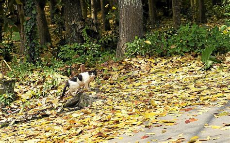 Cest horrible des chats retrouvés morts et mutilés dans cette