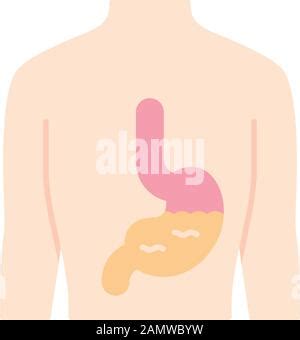 Intestines Transplant Color Icon Vector Illustration Stock Vector Image