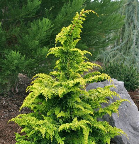 Chamaecyparis Obtusa Fernspray Gold Golden Hinoki Cypress Kigi Nursery