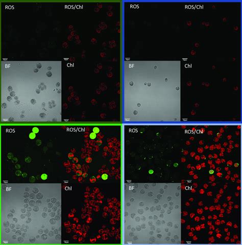 Confocal Microscopy Images Of Cc And Cc Showing Ros In Cells