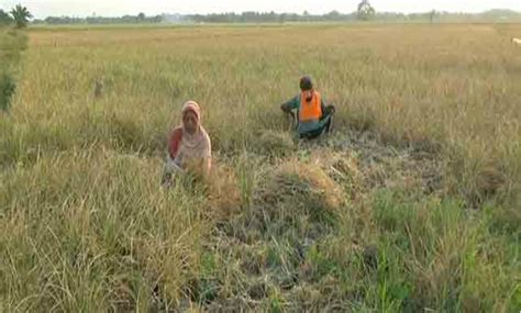 Strategi Kementaan Agar Petani Tak Merugi Ketika Gagal Panen