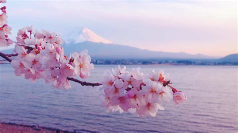 Beautiful Cherry Blossoms and Mount Fuji in Japan. 1627485 Stock Video at Vecteezy