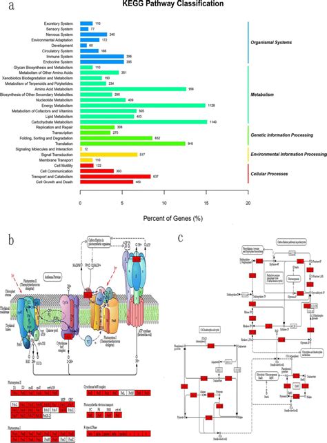 A Kegg Pathway Classification Of Differentially Expressed Genes B