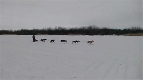 Dog Race Team Returns On 2nd Race Day Northern Manitoba Trappers