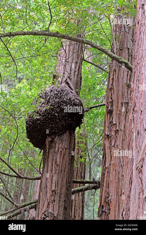 Fungus on a redwood tree. Tree fungus growing on a coast redwood ...