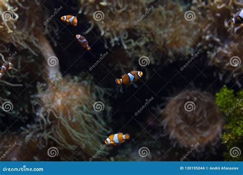 Ocellaris Faux D Amphiprion De Clownfish De Percula De Clownfish D