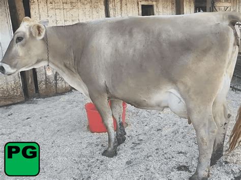 Fsh 2-6-24 Mkg 56# 4.4 3.5 65(k) SCC 4th Lact Due 3-19 to 7BS914 VG-88 ...