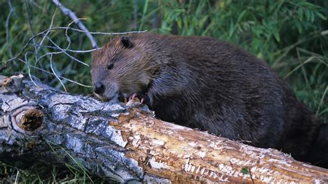 Dam Beavers - National Geographic Channel - Asia