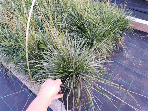 Сеслерия болотная (голубая) (Sesleria uliginosa (caerulea) || питомник ...