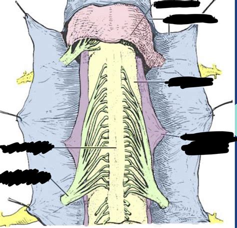 Diagram Of Spinal Cord Meninges Quizlet