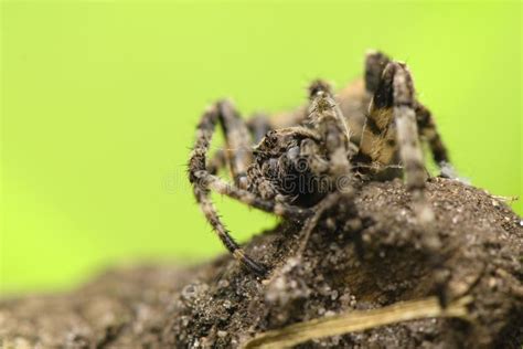 Araneus angulatus stock image. Image of angulatus, cross - 25121727