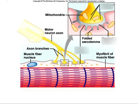 Label A Neuromuscular Junction Diagram Quizlet