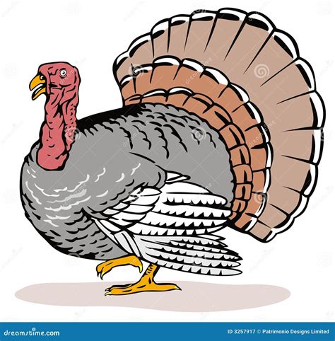 Wild turkey side view stock vector. Image of fowl, bird - 3257917